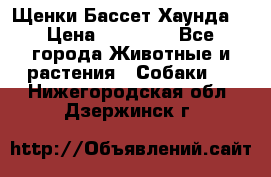Щенки Бассет Хаунда  › Цена ­ 25 000 - Все города Животные и растения » Собаки   . Нижегородская обл.,Дзержинск г.